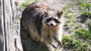 Kurioses: Diebe versuchen Waschbär zu klauen - und scheitern