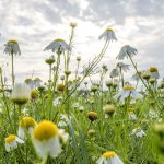 Wettervorhersage: Wetter in NRW: Sonnig und warmes Sommerwochenende