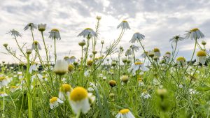 Wettervorhersage: Wetter in NRW: Sonnig und warmes Sommerwochenende