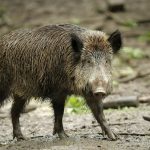 Krankheiten: Pseudowut: 271 Fälle bei Wildschweinen im ersten Halbjahr