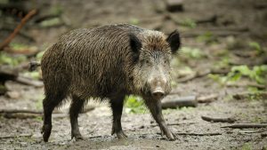 Krankheiten: Pseudowut: 271 Fälle bei Wildschweinen im ersten Halbjahr