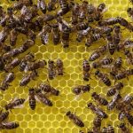 Tiere und Hobby: Imker ernten wegen trockenen Wetters weniger Honig