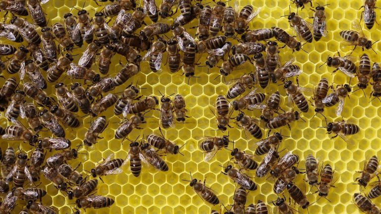 Tiere und Hobby: Imker ernten wegen trockenen Wetters weniger Honig