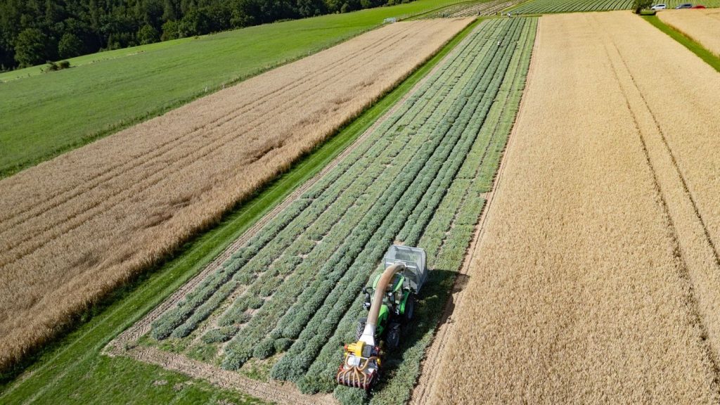Anbau in Freital: Salbeiernte geht nach Regenpause weiter