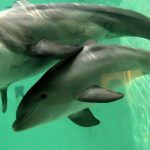 Tierschutz in Australien: Delfine gestört: Jetski-Fahrern droht hohe Geldbuße