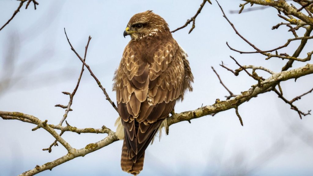 Tierschutz: Mäusebussard in Nordhessen mit Schrotkugel erschossen