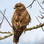 Tierschutz: Mäusebussard in Nordhessen mit Schrotkugel erschossen