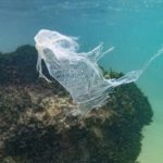 UN-Plastikabkommen: 184 Staaten treffen sich in Genf für letzten Verhandlungstag