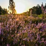 Heide-Safari: Führung im Blütenmeer in der Kyritz-Ruppiner Heide
