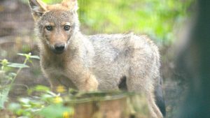 In Nähe von Gärten gesehen: Verwaister Wolfswelpe kommt ins Wolfcenter Dörverden