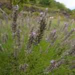 Freizeit: Lavendelduft oder Teatime: Hier gibt's Urlaubsfeeling daheim