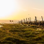 Rheinland-Pfalz und Saarland: Gewitter mit Starkregen - sinkende Temperaturen