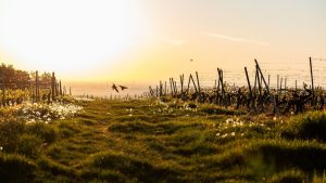 Rheinland-Pfalz und Saarland: Gewitter mit Starkregen - sinkende Temperaturen