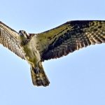 Tiere: Rückschlag für Fischadler - Eierdieb in 30 Metern Höhe