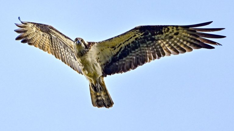 Tiere: Rückschlag für Fischadler - Eierdieb in 30 Metern Höhe