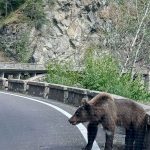 Risiko beim Wandern: Karpaten: Bären rücken Menschen auf den Pelz