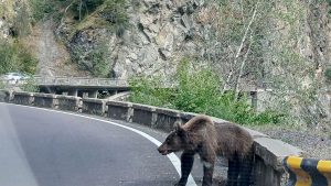 Risiko beim Wandern: Karpaten: Bären rücken Menschen auf den Pelz