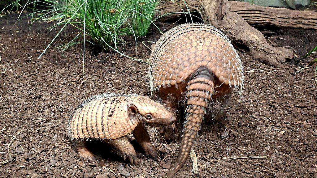 Tierisches: Erstes Sechsbinden-Gürteltier im Tierpark Hagenbeck geboren