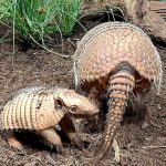 Tierisches: Erstes Sechsbinden-Gürteltier im Tierpark Hagenbeck geboren