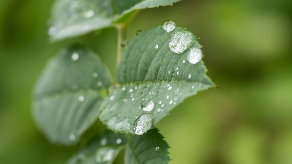 Umwelt: Viele Pflanzen haben von teils nassem Juli profitiert