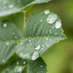 Umwelt: Viele Pflanzen haben von teils nassem Juli profitiert