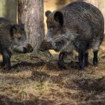 Schutzmaßnahmen: Schweinepest in NRW: Knapp 80 Fälle und nur im Sperrgebiet