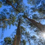 Wetter: Sonne am Wochenende – Waldbrandgefahr bleibt hoch