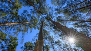 Wetter: Sonne am Wochenende – Waldbrandgefahr bleibt hoch
