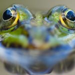 Tiere im heimischen Garten: Artenvielfalt im Garten – BUND gibt Tipps für Tierfreunde