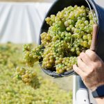 Weinlese: Süffig, süß, spritzig - die Federweißer-Saison startet