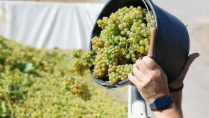 Weinlese: Süffig, süß, spritzig - die Federweißer-Saison startet