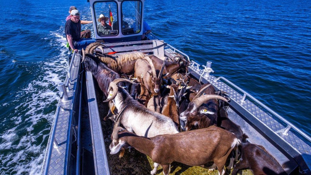 Mecklenburg-Vorpommern: Ziegen als Landschaftspfleger auf der Vogelinsel Walfisch