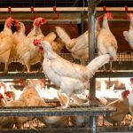 Ewigkeitschemikalien: Tierprodukte besonders stark belastet