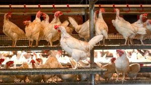 Ewigkeitschemikalien: Tierprodukte besonders stark belastet