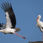Vögel in Hessen: Ab in den Süden: Zugvögel bereiten sich auf Reise vor