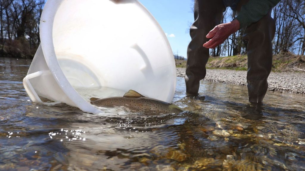 Artenschutz: Tag der Fische: Ministerin weist auf Schutz des Huchen hin