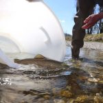 Artenschutz: Tag der Fische: Ministerin weist auf Schutz des Huchen hin