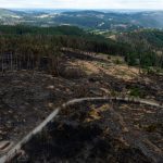 Waldbrand: Brand auf Saalfelder Höhe: 46 Privatwaldbesitzer betroffen