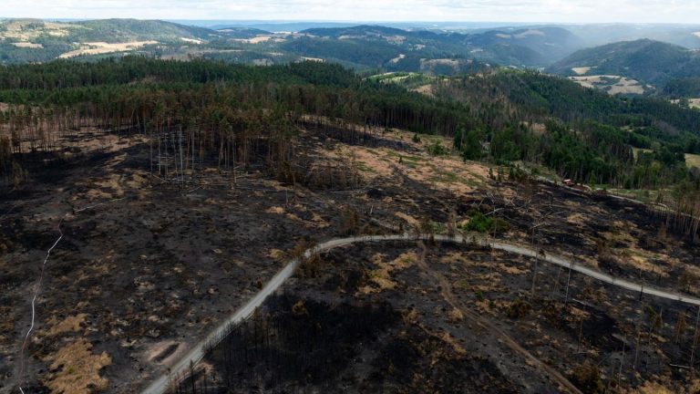 Waldbrand: Brand auf Saalfelder Höhe: 46 Privatwaldbesitzer betroffen