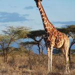 Weltnaturschutzunion: Von wegen "die" Giraffe: Vier verschiedene Arten anerkannt