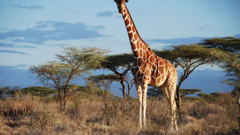 Weltnaturschutzunion: Von wegen "die" Giraffe: Vier verschiedene Arten anerkannt