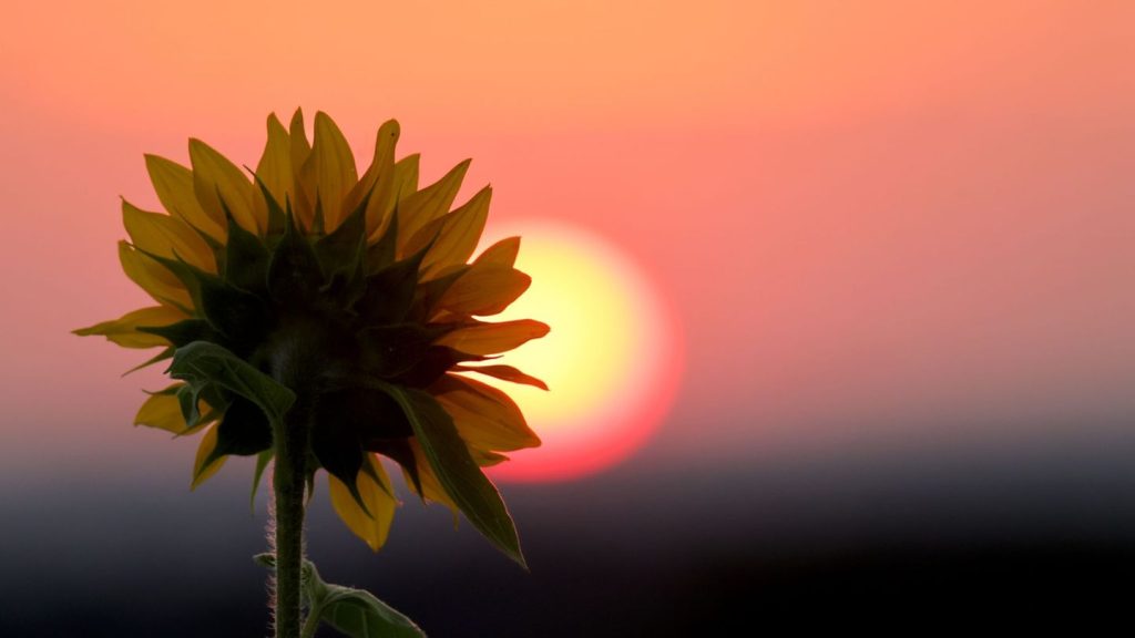 Halbzeitbilanz: Wetterdienst: Sommerferien bieten Extreme