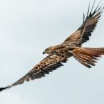 Von Storch bis Watvogel: Wo sich Zugvögel jetzt am besten beobachten lassen