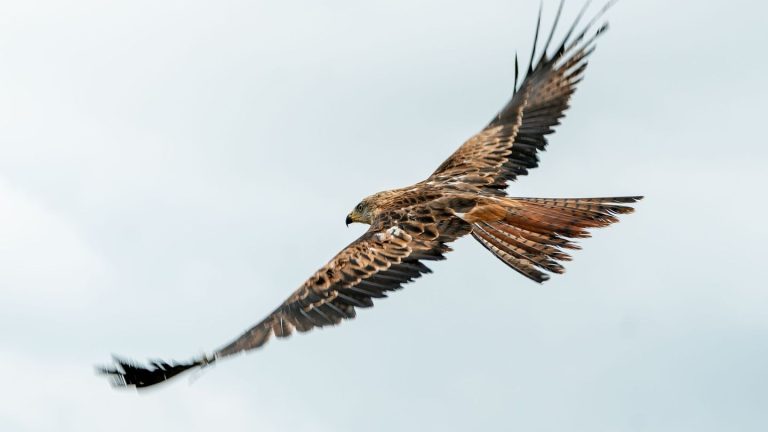 Von Storch bis Watvogel: Wo sich Zugvögel jetzt am besten beobachten lassen