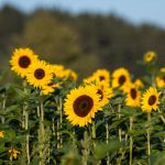Wochenstart: Sommer dreht auf - Dienstag bis zu 30 Grad