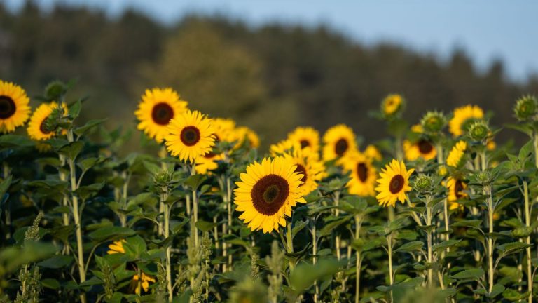 Wochenstart: Sommer dreht auf - Dienstag bis zu 30 Grad