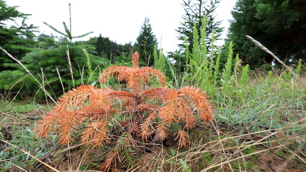 Weihnachtsvorbereitungen: Frost und Trockenheit - Bayerns Christbäume im Stress