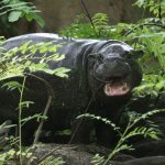 Tiere: Viele Besucher - die letzten Stunden mit Mini-Hippo Toni