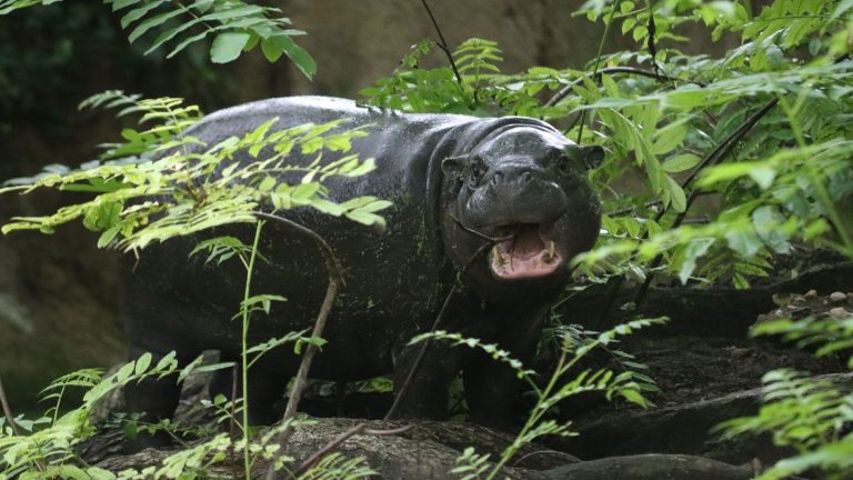 Tiere: Viele Besucher - die letzten Stunden mit Mini-Hippo Toni