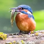 Natur: Bestand der Eisvögel in Hessen erholt sich leicht